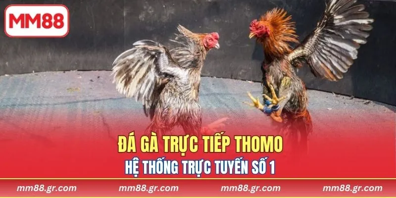 Đá Gà Trực Tiếp Thomo MM88